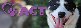 Animal Compassion Team