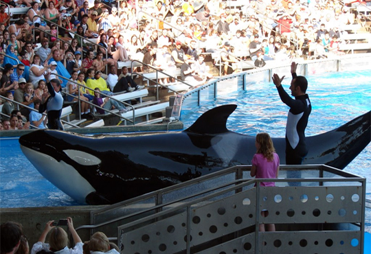 PETA – Animal charity sues SeaWorld on behalf of five ‘slave’ whales